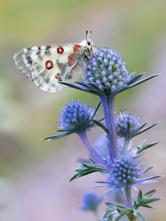 butterfly pyrenees mountains nature