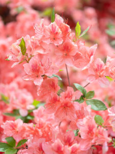 Japanese Flowers