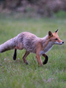 fox hokkaido