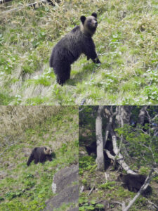 Ezo brown bear Shiretoko