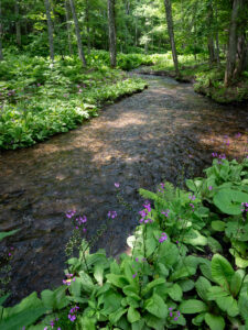 Forest road to Akan Japan