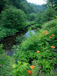 Forest road to Akan Japan