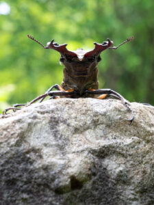 Stag beetle Japan