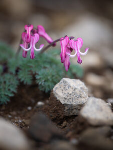 Flowers daisetsuzan