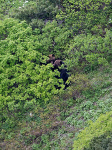 ezo brown bear hokkaido
