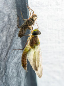 dragonfly